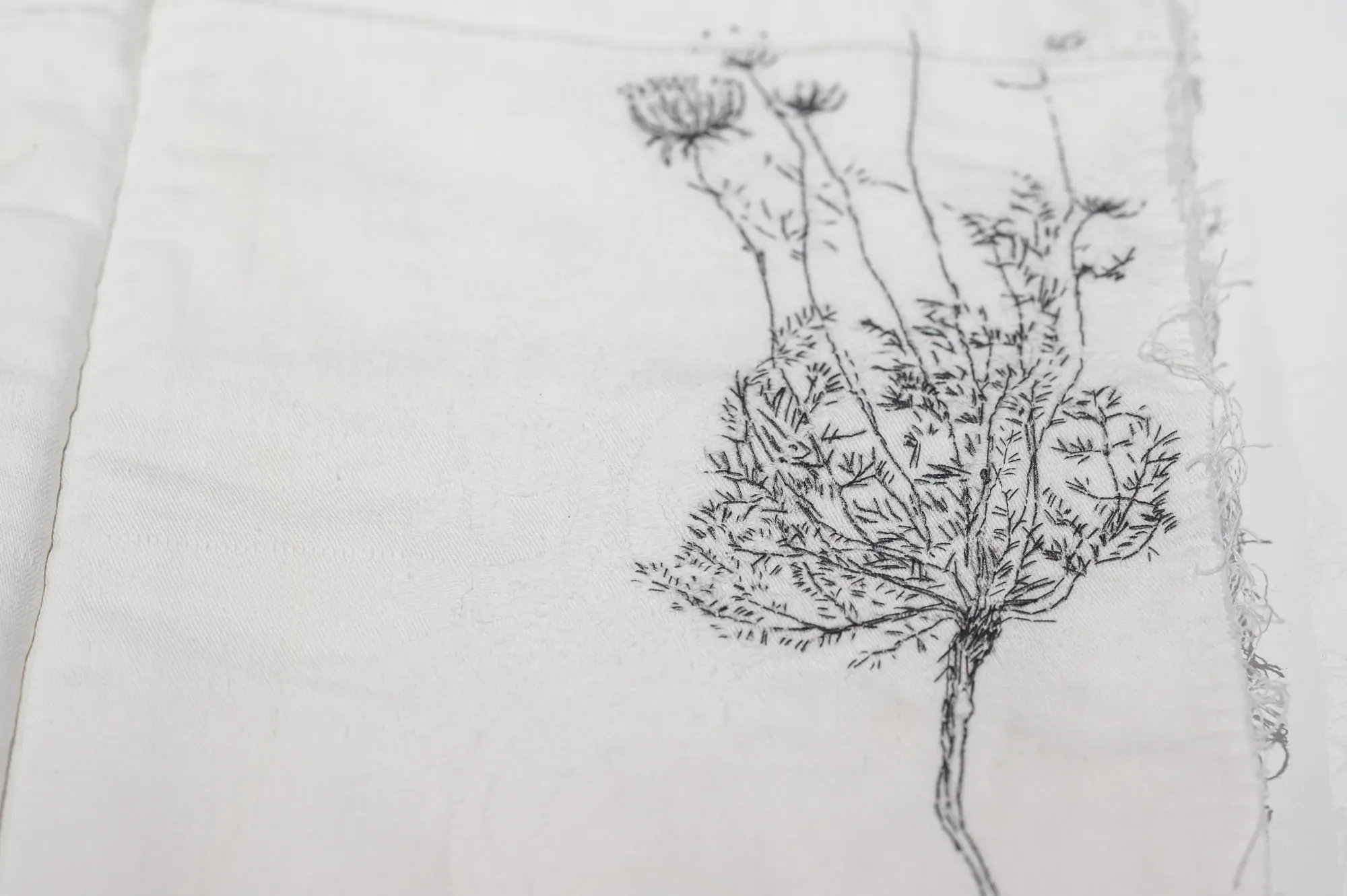 Daucus carota
