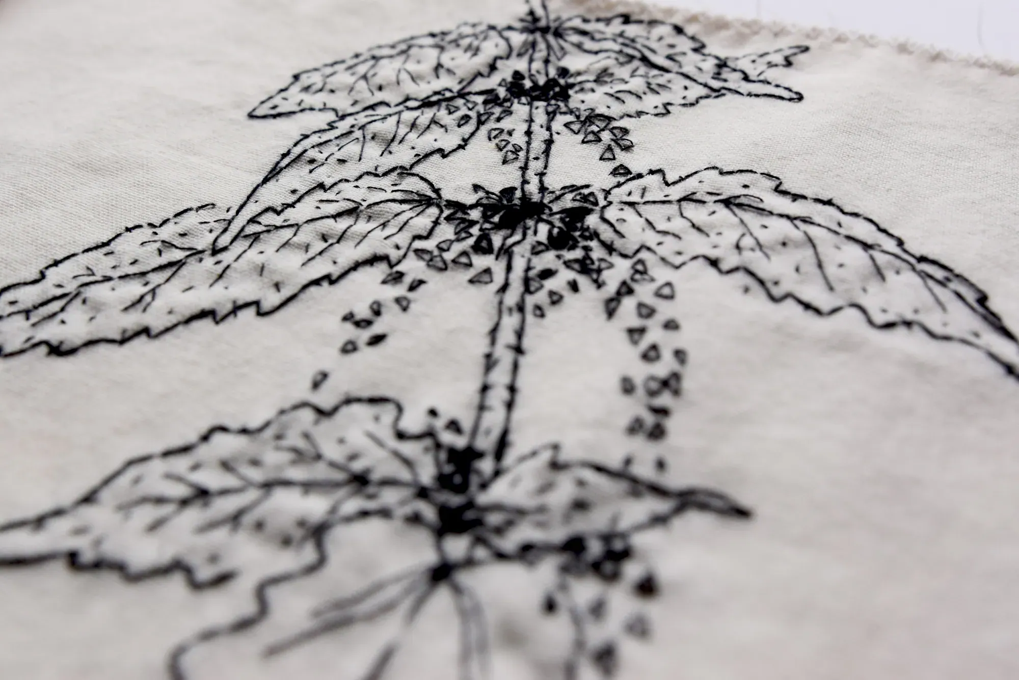 Urtica dioica